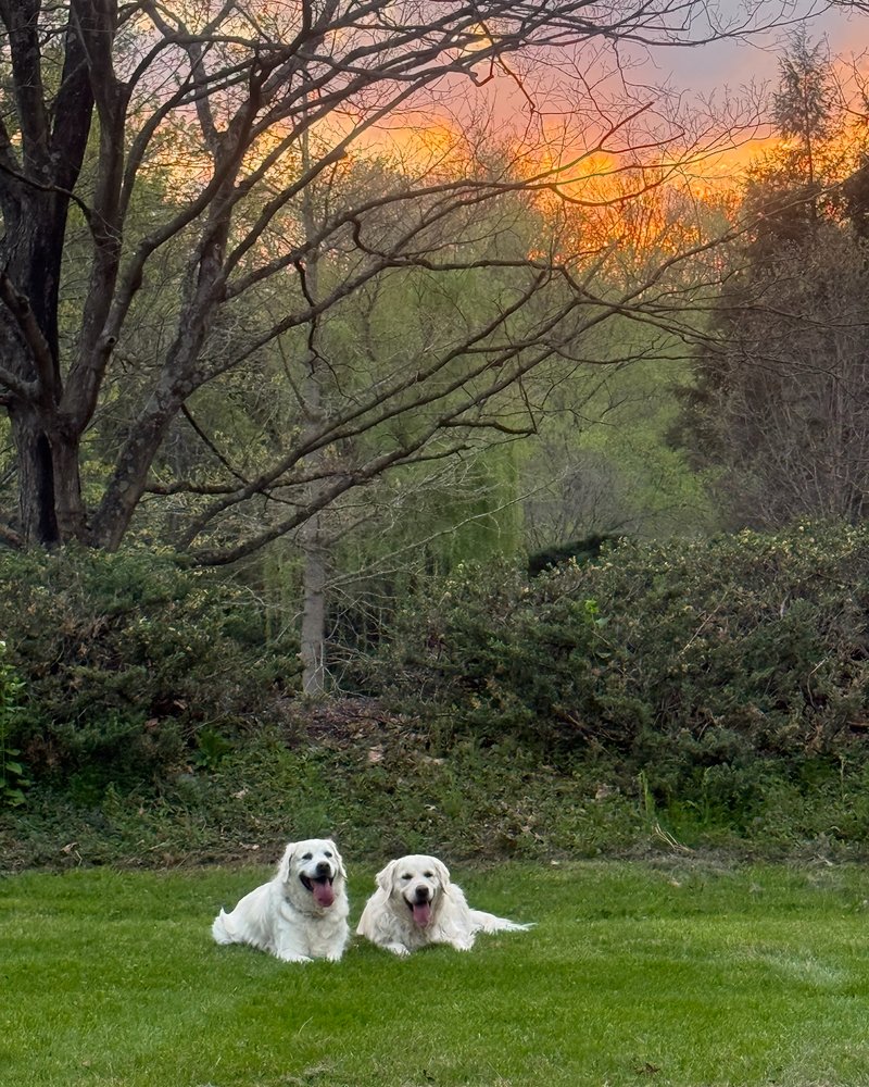 Sawyer and Theo lying in the grass under a sunset near Monkton station