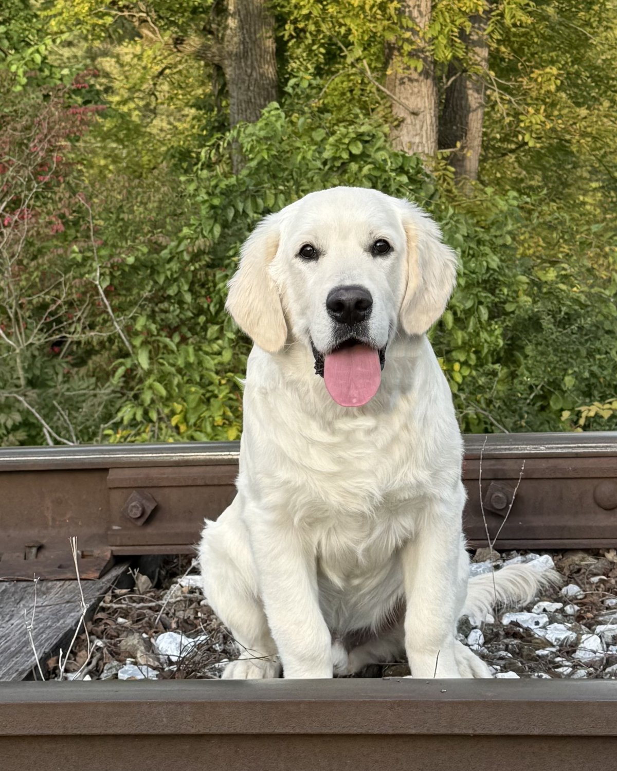Beau grinning on the rail line with his tongue out