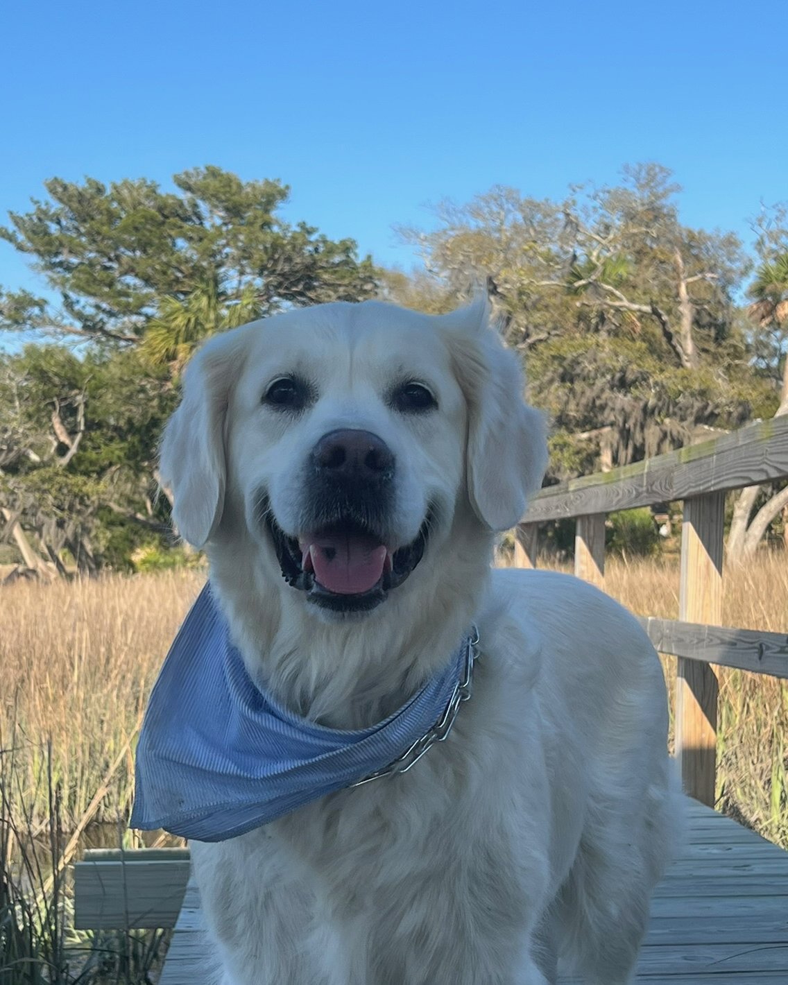 Sawyer grinning on a boardwalk over the marsh, showing the black spot on his tongue